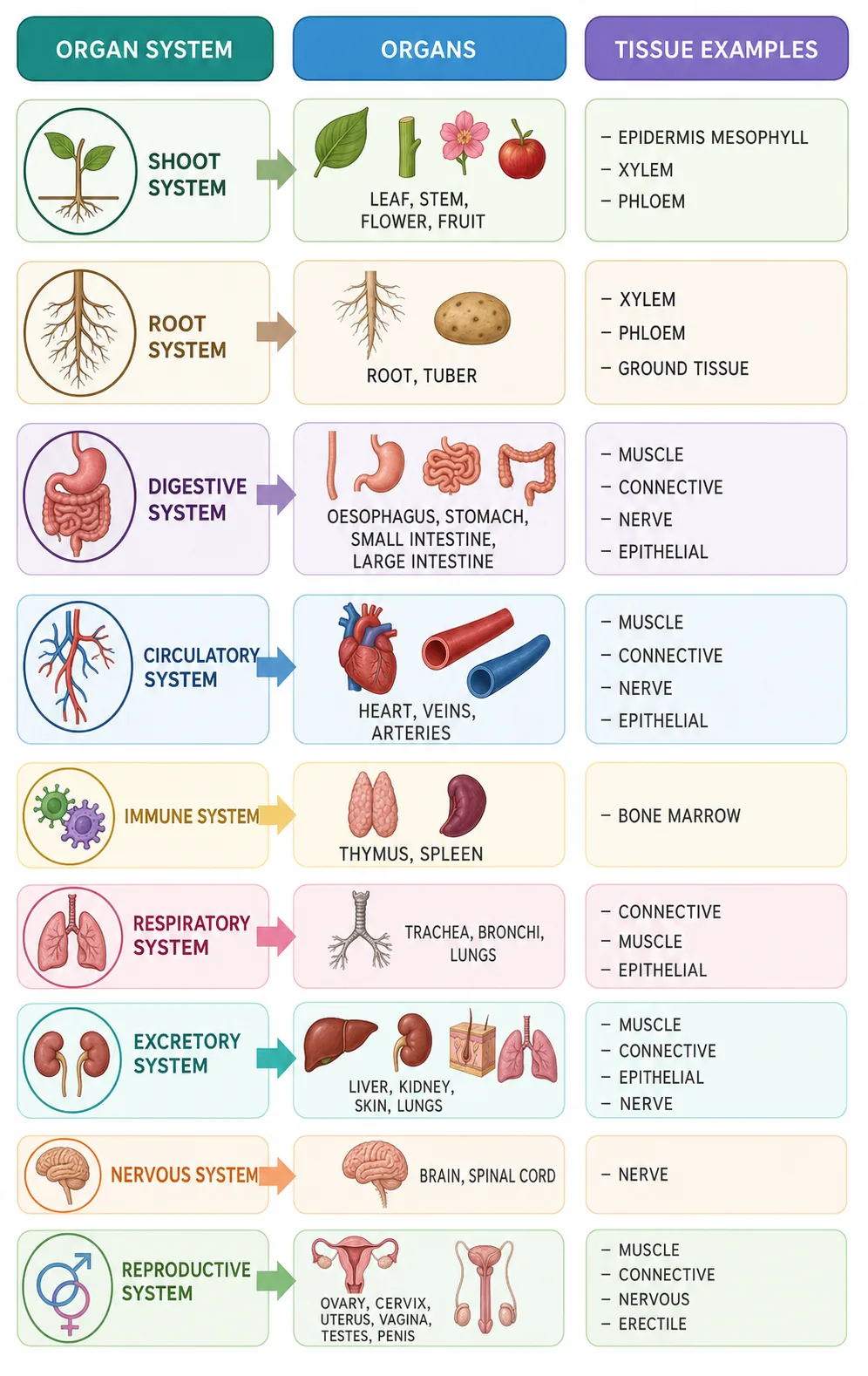 Organ systems, organs and tissues table
