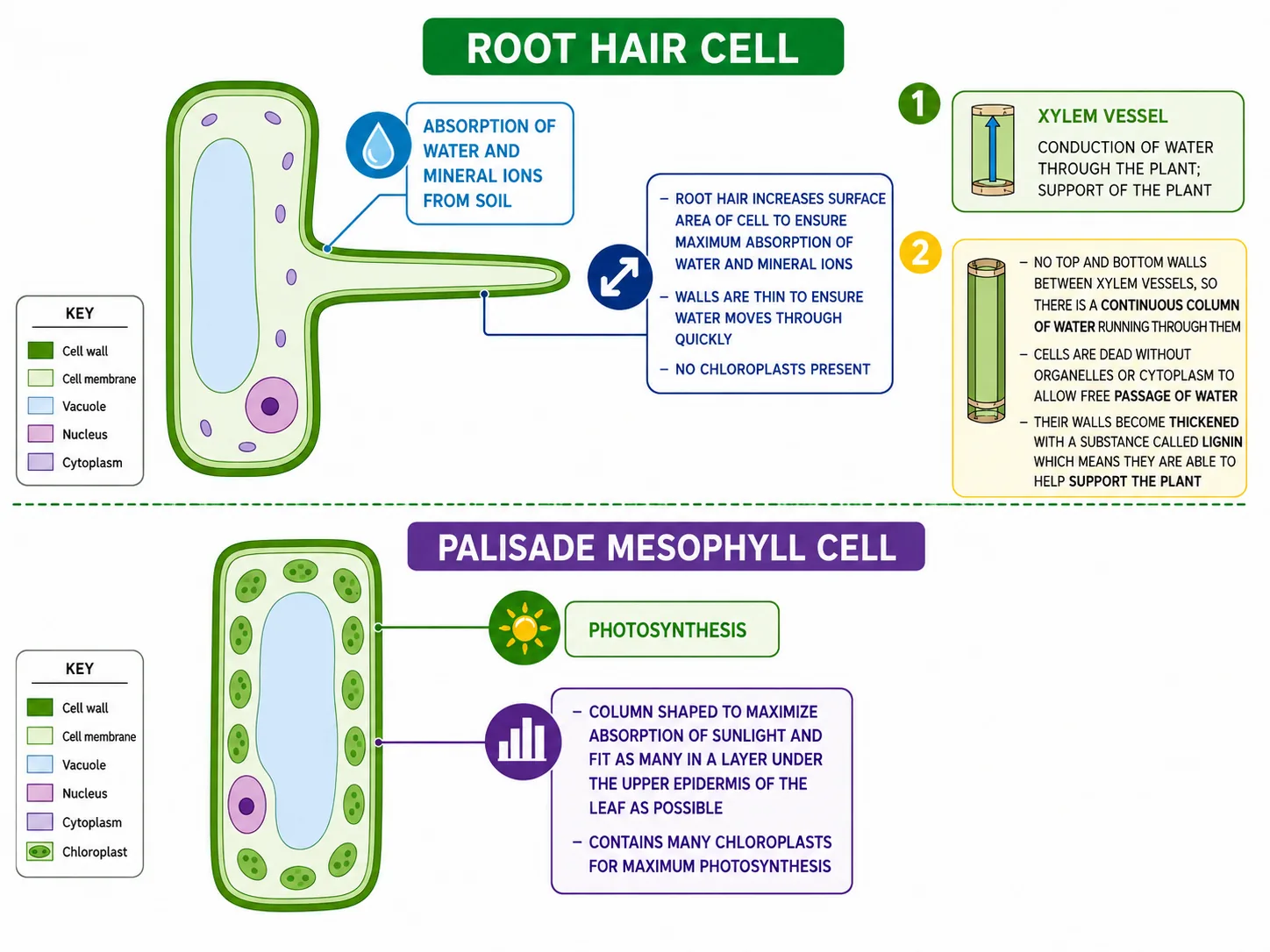 Root hair cell & palisade mesophyll cell