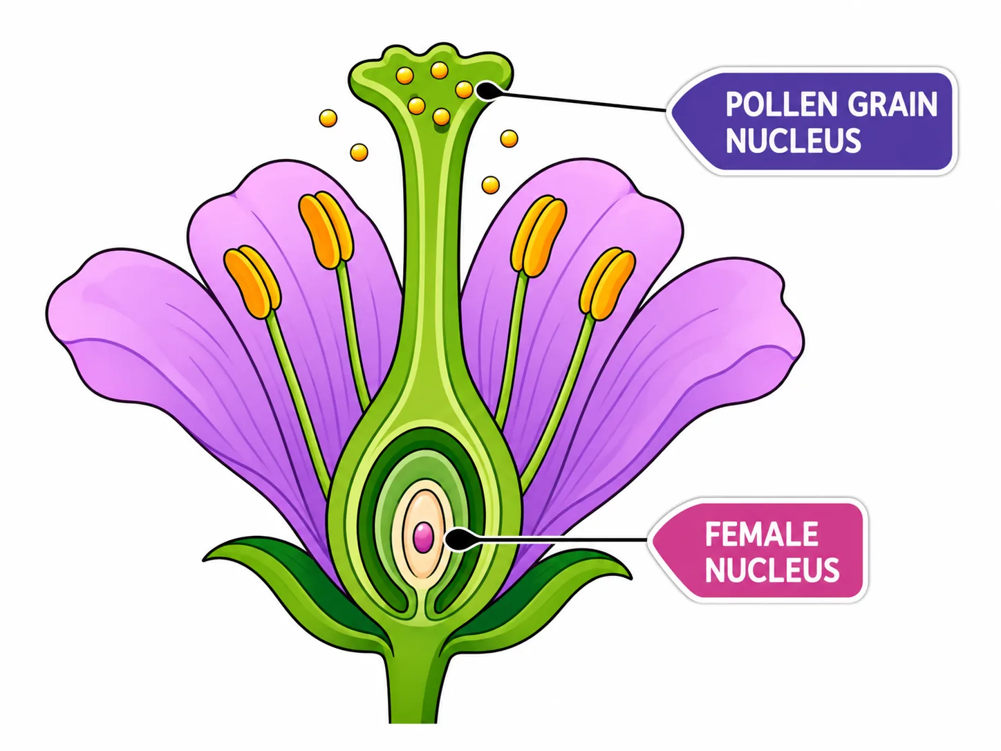 Flower: pollen grain nucleus and female nucleus