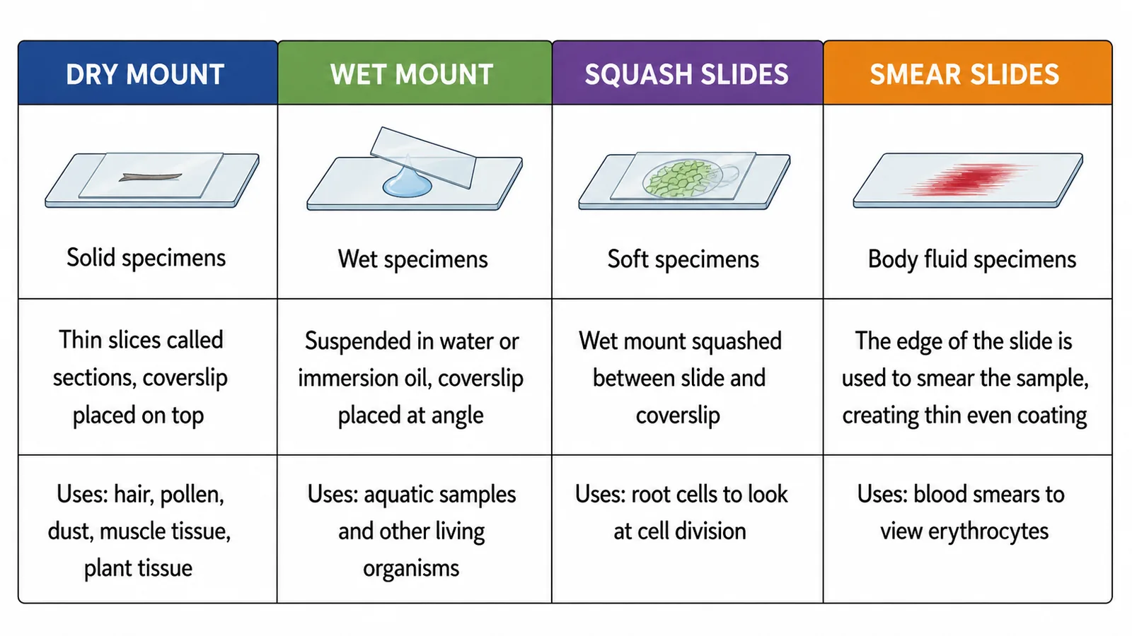 Microscope Slide Preparation — Step-by-Step Simulation