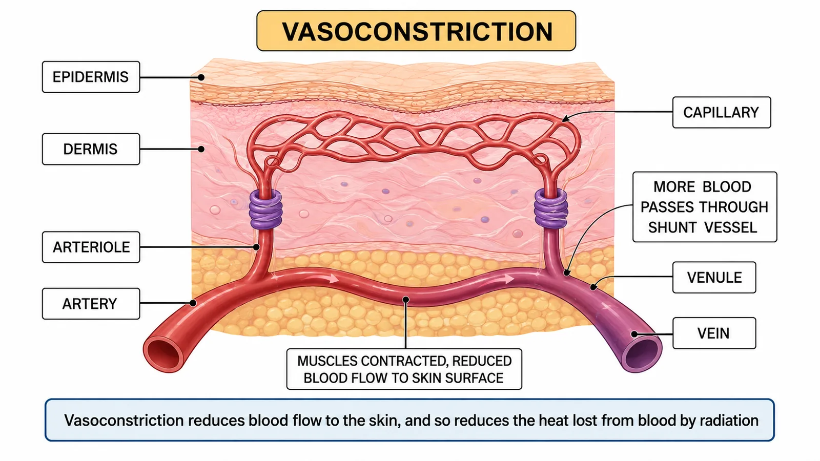 Vasoconstriction in skin reducing blood flow and heat loss