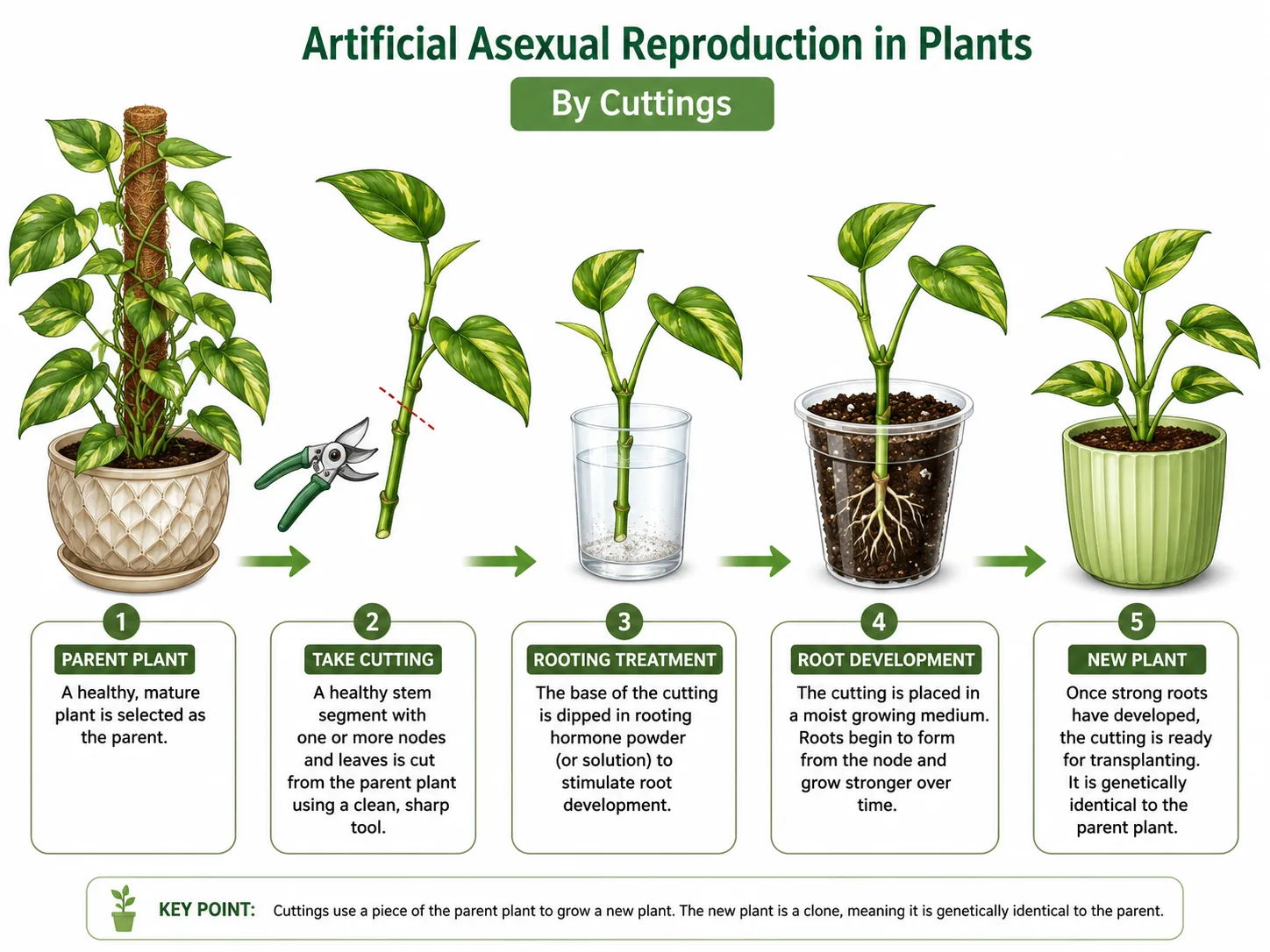 Artificial asexual reproduction in plants by cuttings