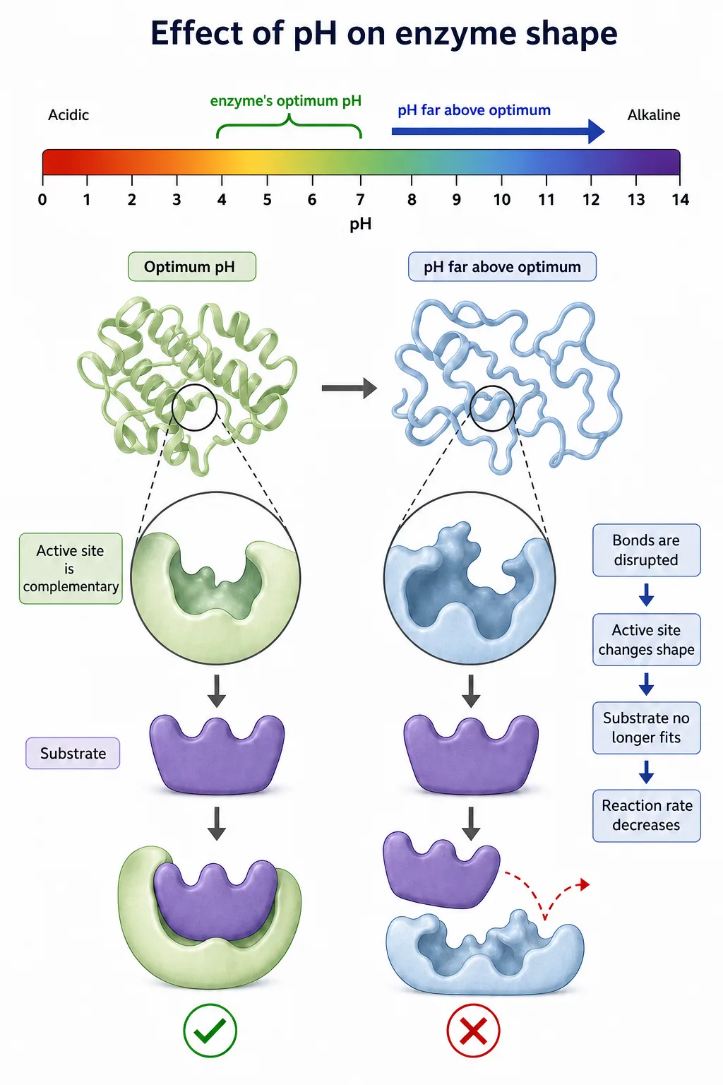 Effect of pH on enzyme shape and activity