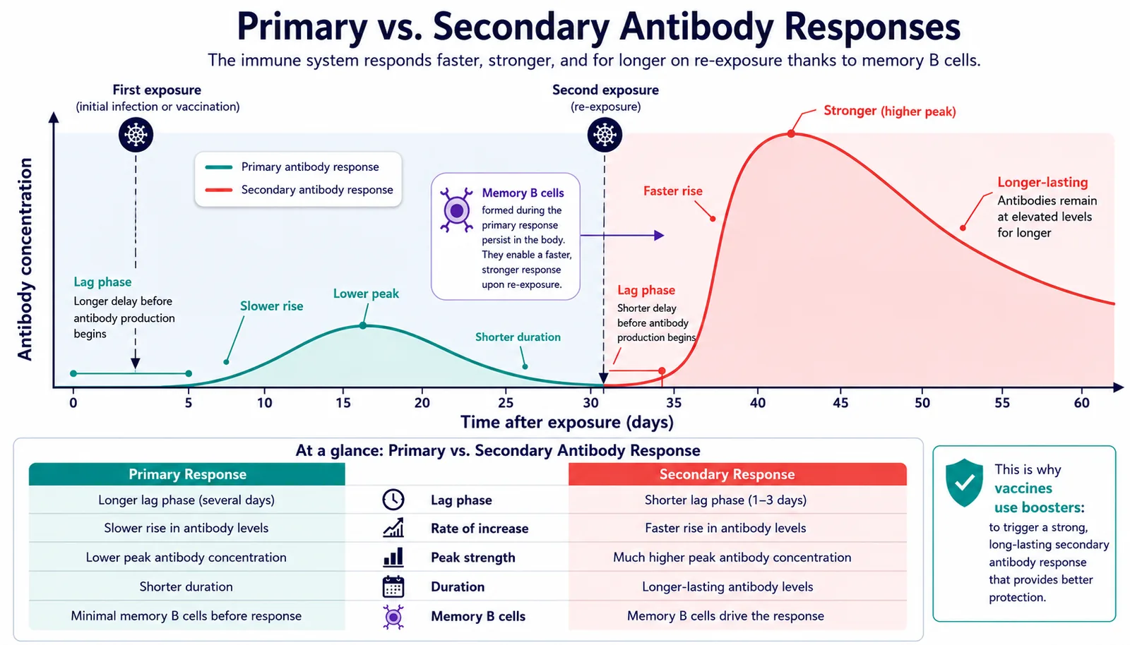 antibody responses landscape