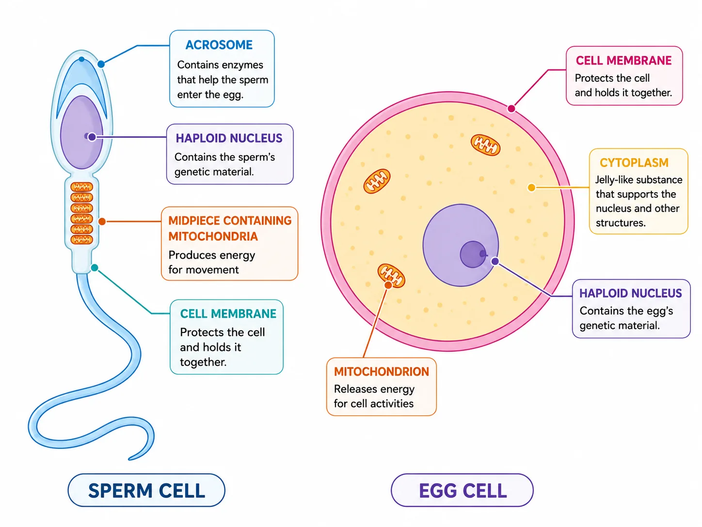 Labelled sperm cell and egg cell with functions