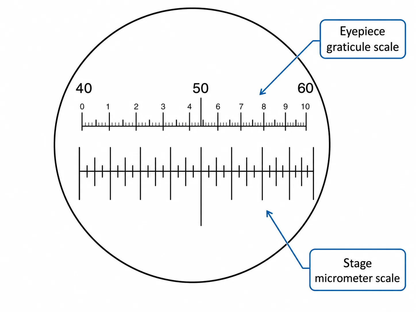 Eyepiece Graticule Calibration — Worked Example