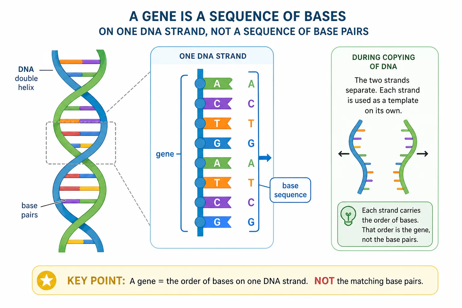 A Gene is a Sequence of Bases