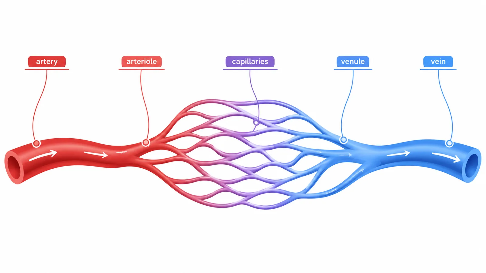 Blood Vessels