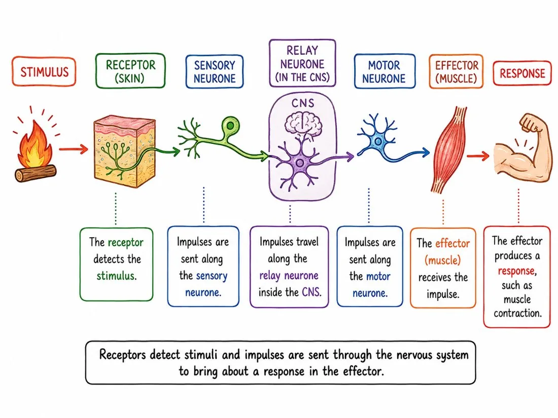 The Reflex Pathway
