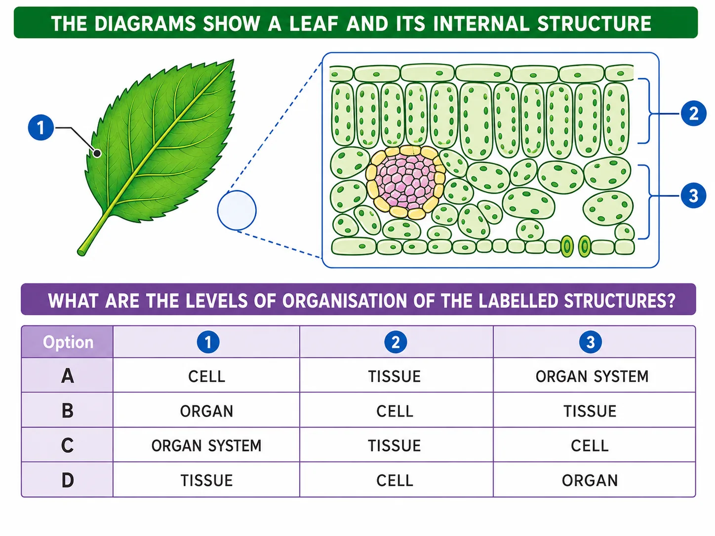 Leaf and internal structure: levels of organisation question