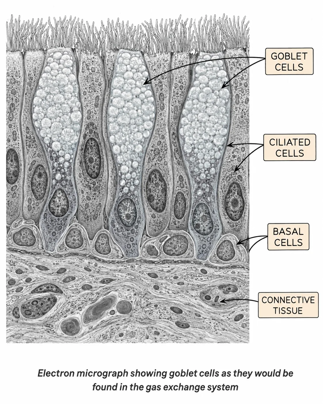 Goblet Cells — Gas Exchange System