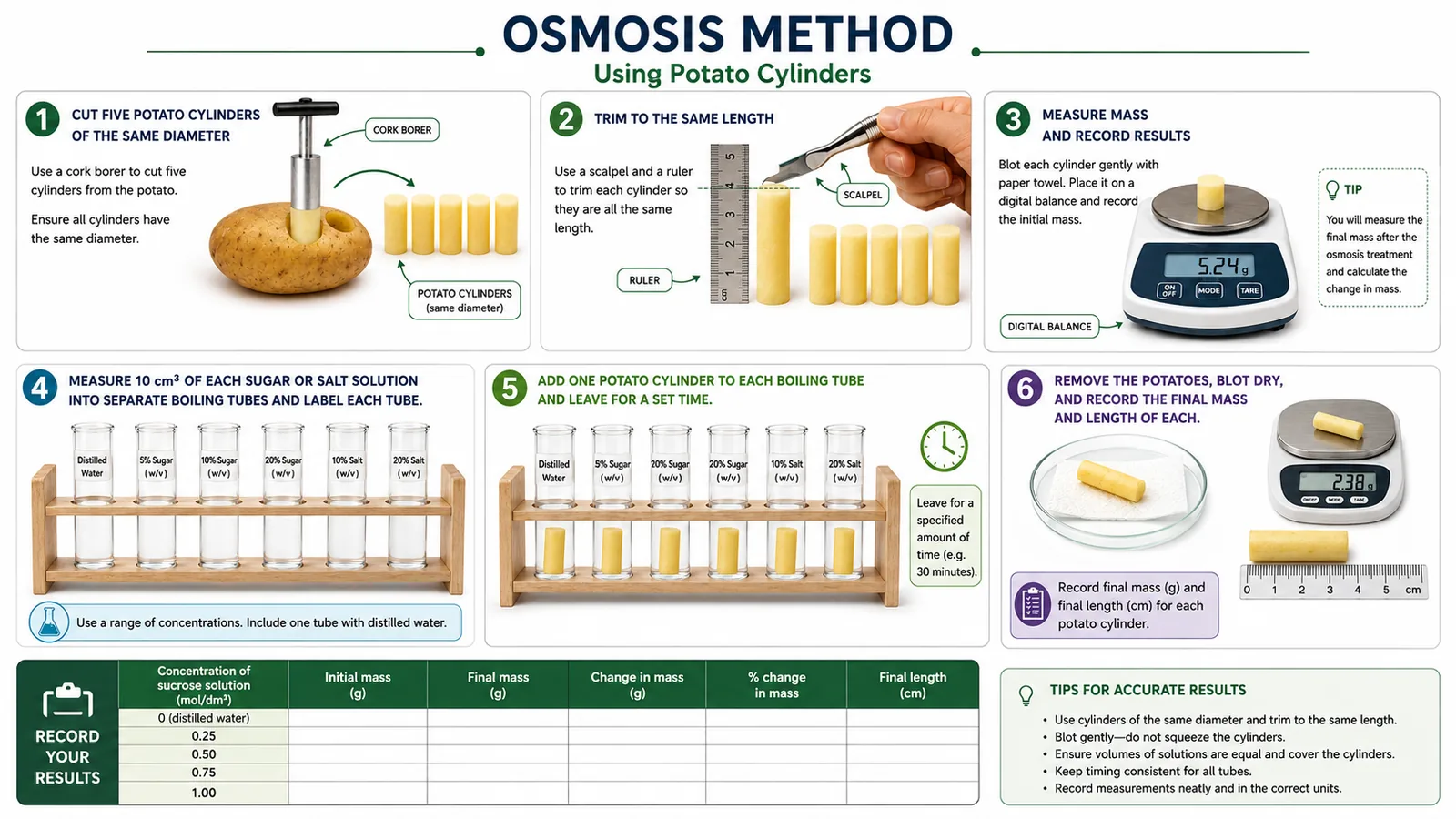 Osmosis method using potato cylinders