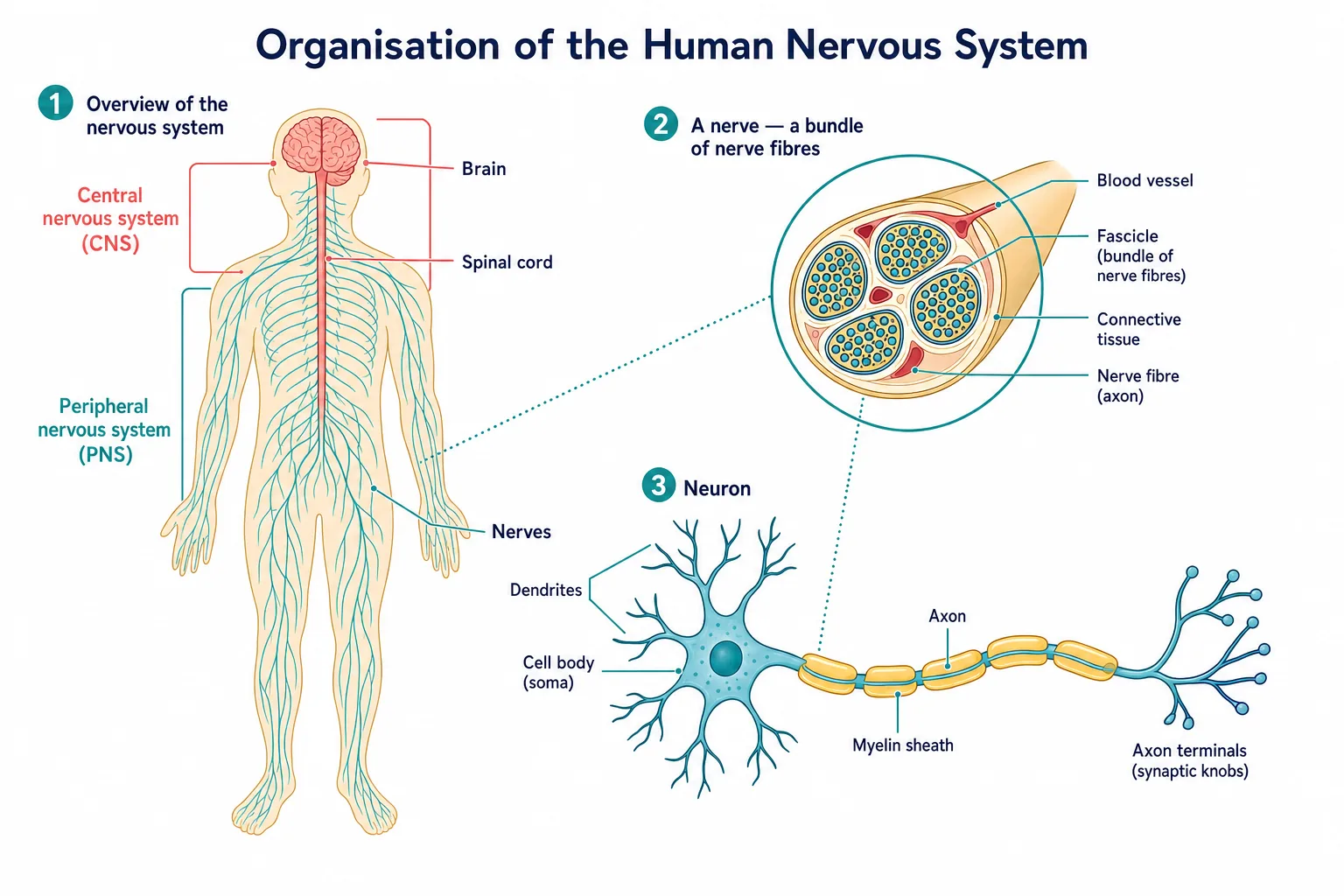 Organisation of the human nervous system