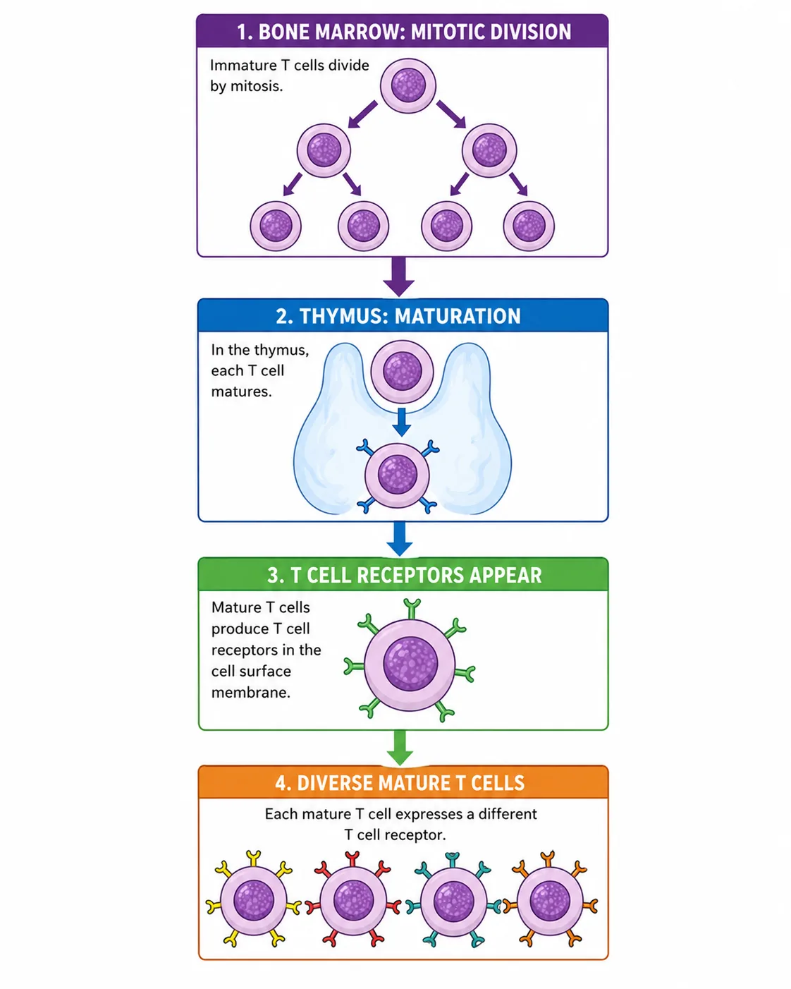 Four stages of T cell development from bone marrow to diverse mature T cells