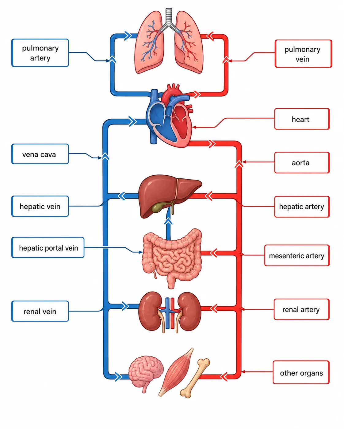 Blood vessels linking heart, lungs and organs