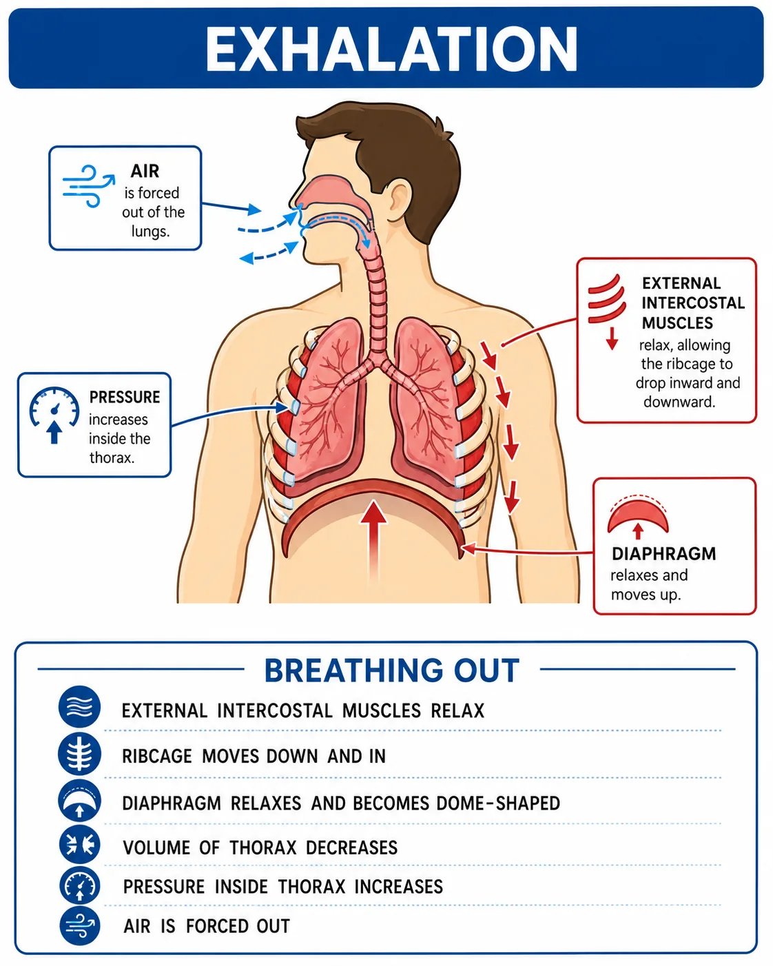 Exhalation