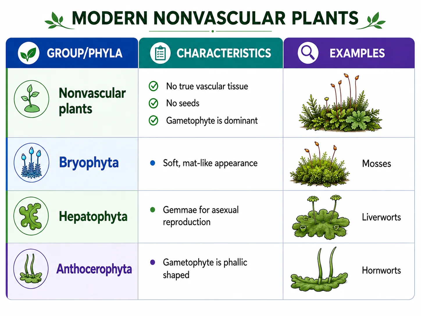 nonvascular plants