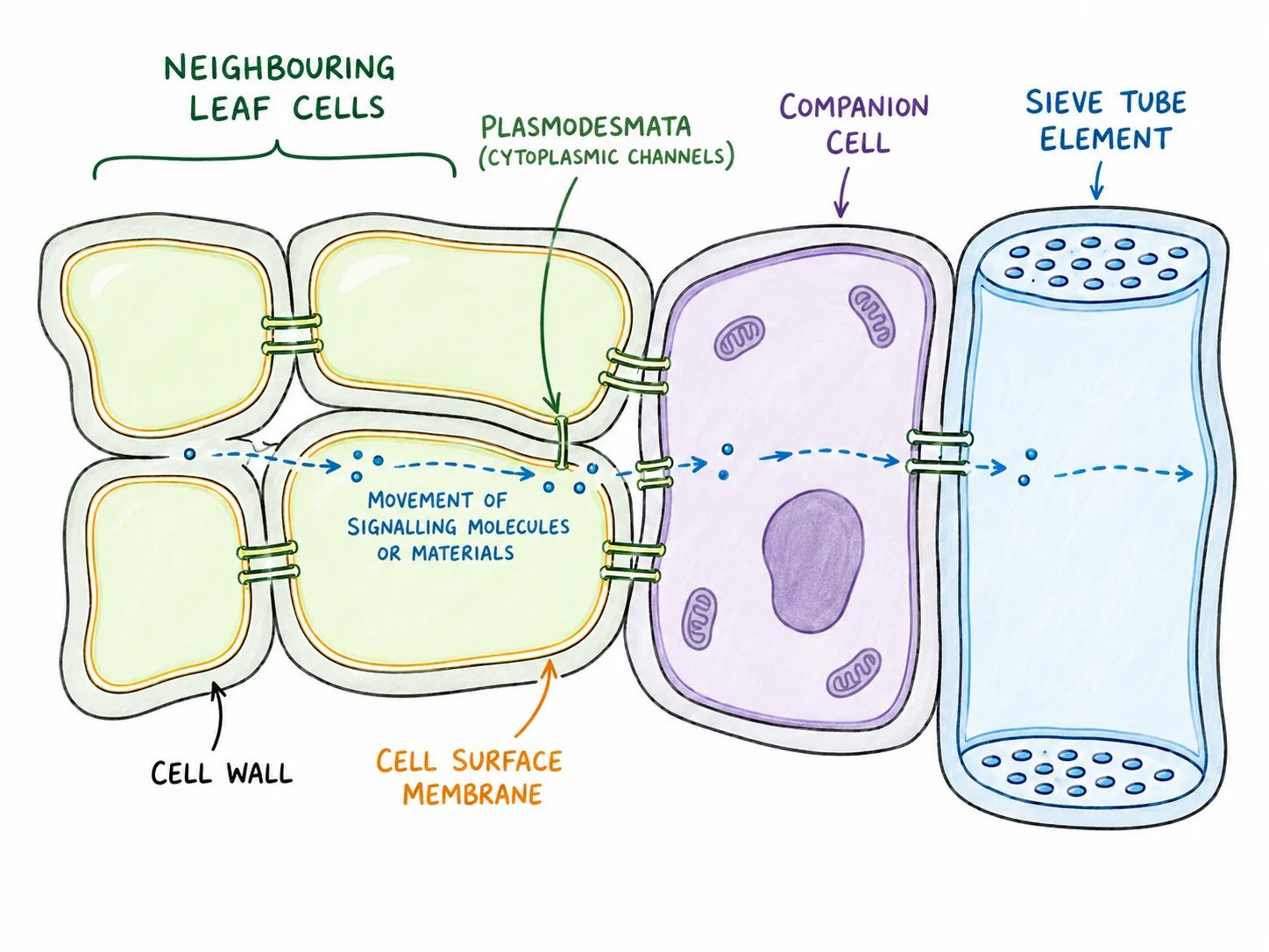 plasmodesmata phloem transport