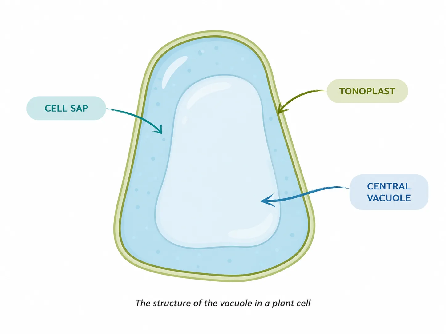 plant cell vacuole