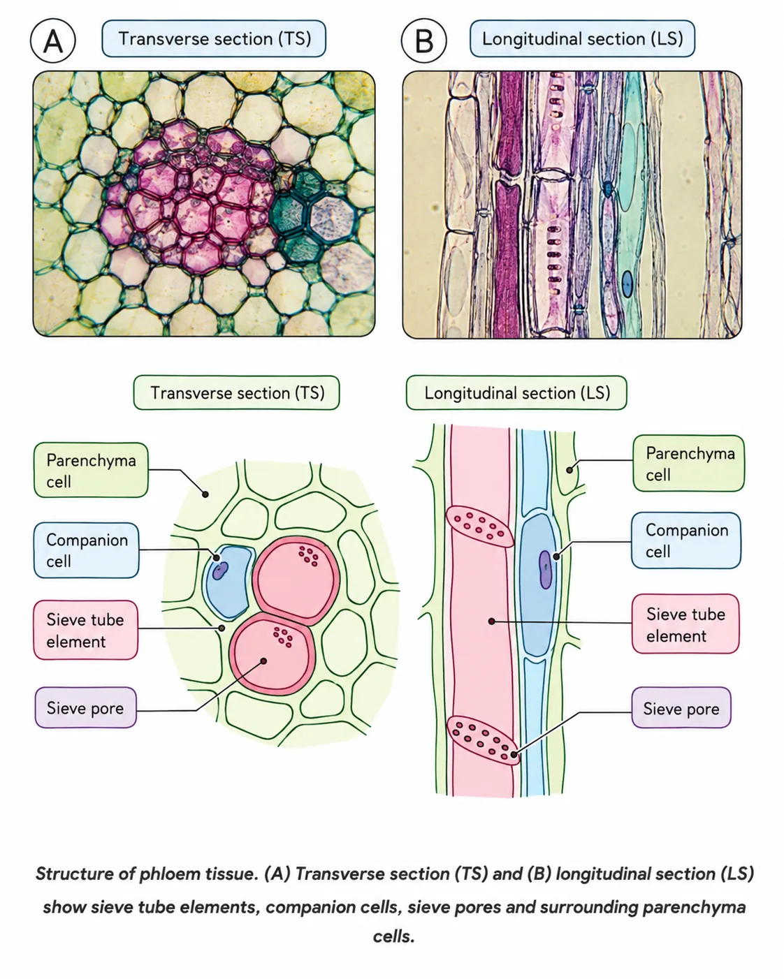 Structure of phloem tissue