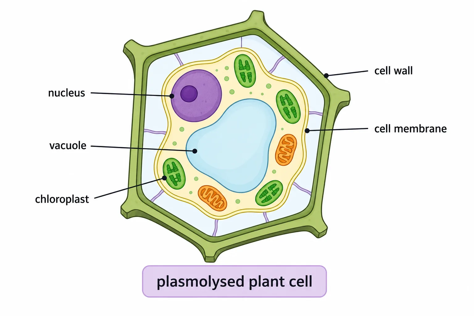 Plasmolysed Plant Cell