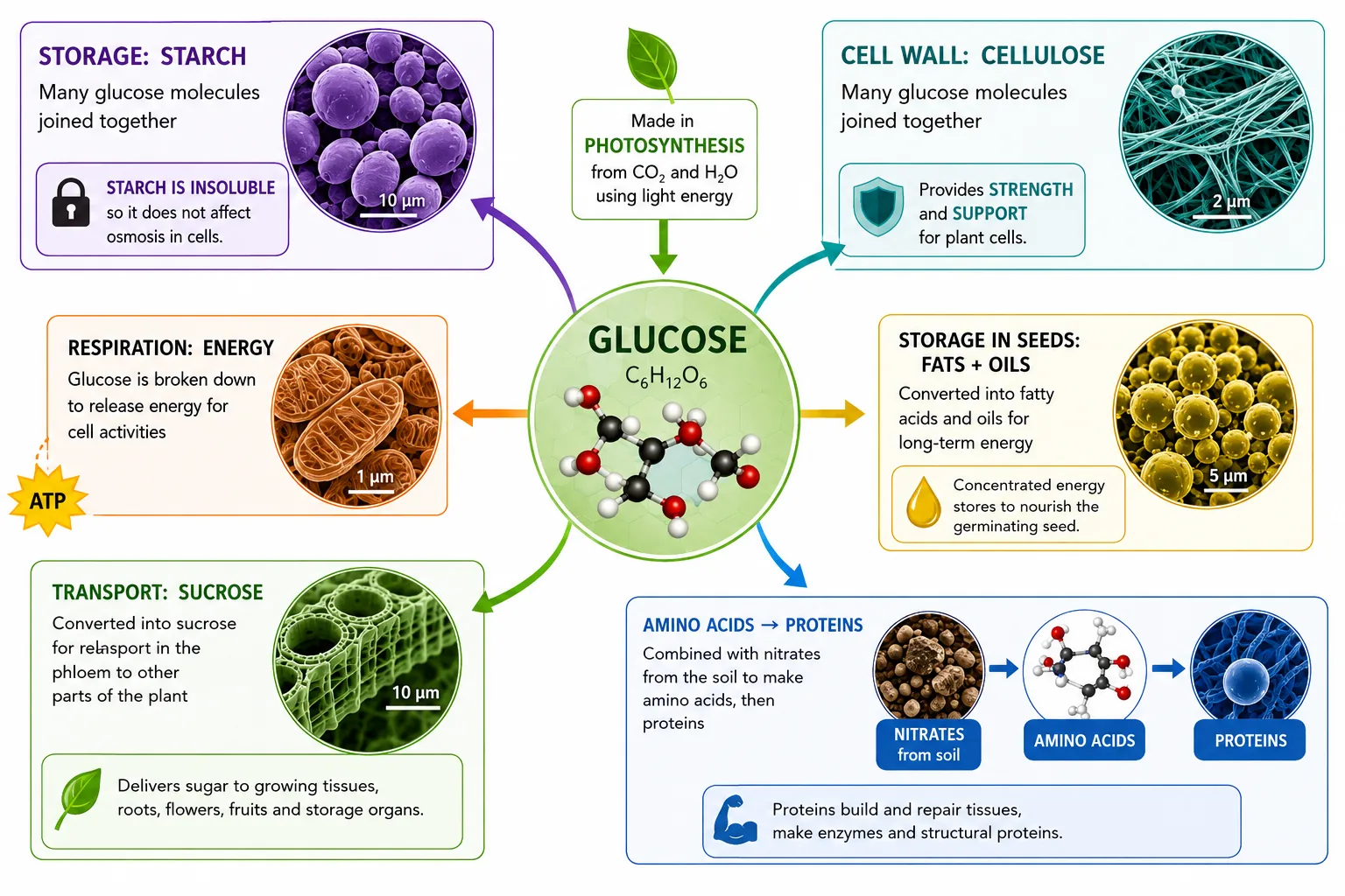 Uses of glucose in plants: starch, cellulose, respiration, sucrose