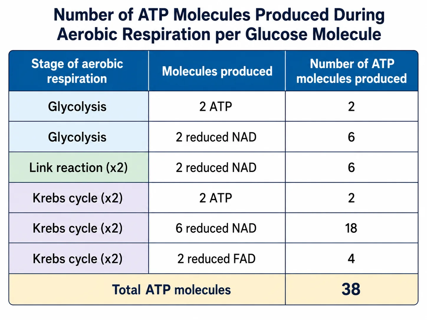 Table of ATP molecules made per glucose in aerobic respiration
