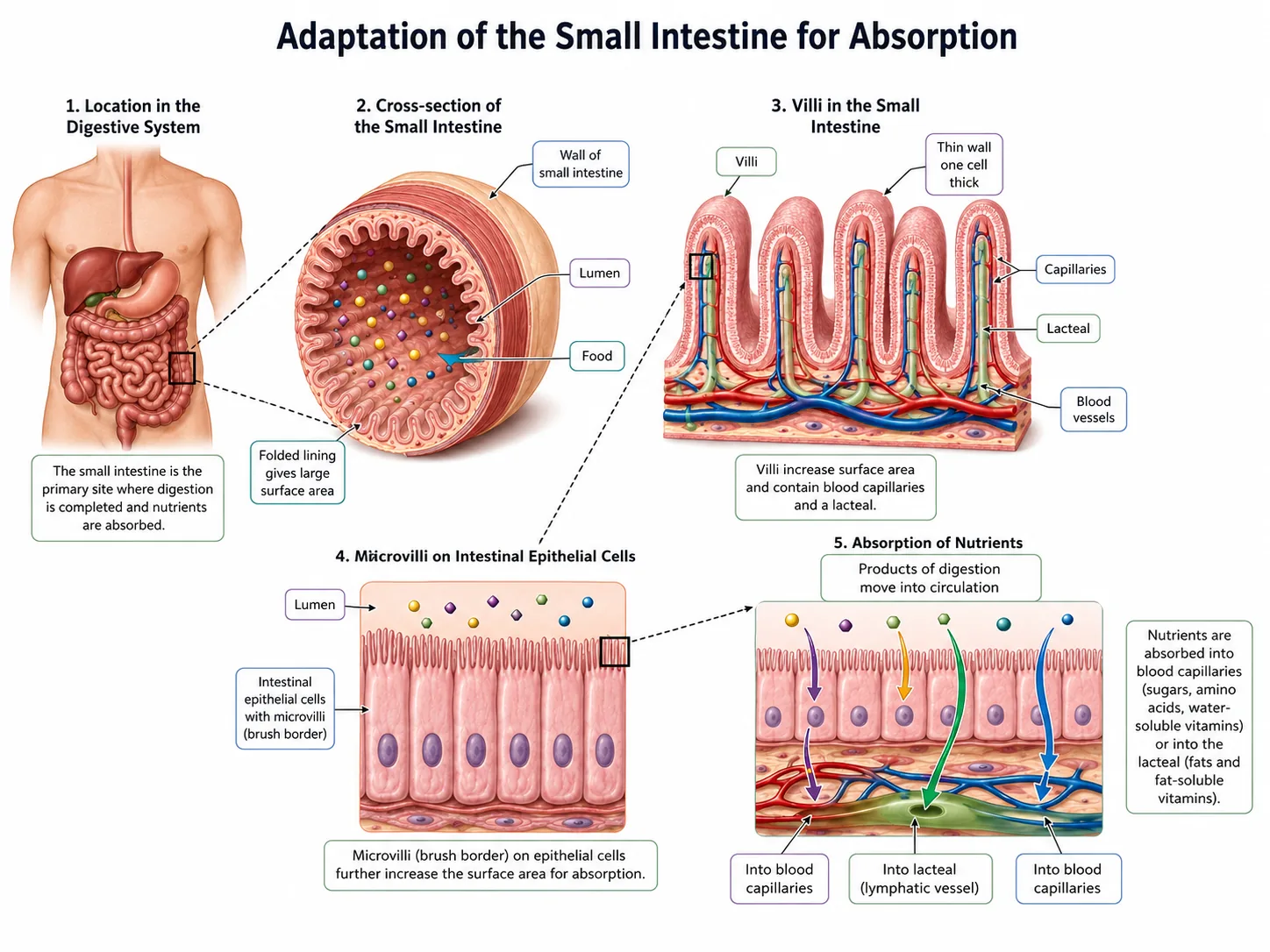 Adaptation of the small intestine for absorption (villi)