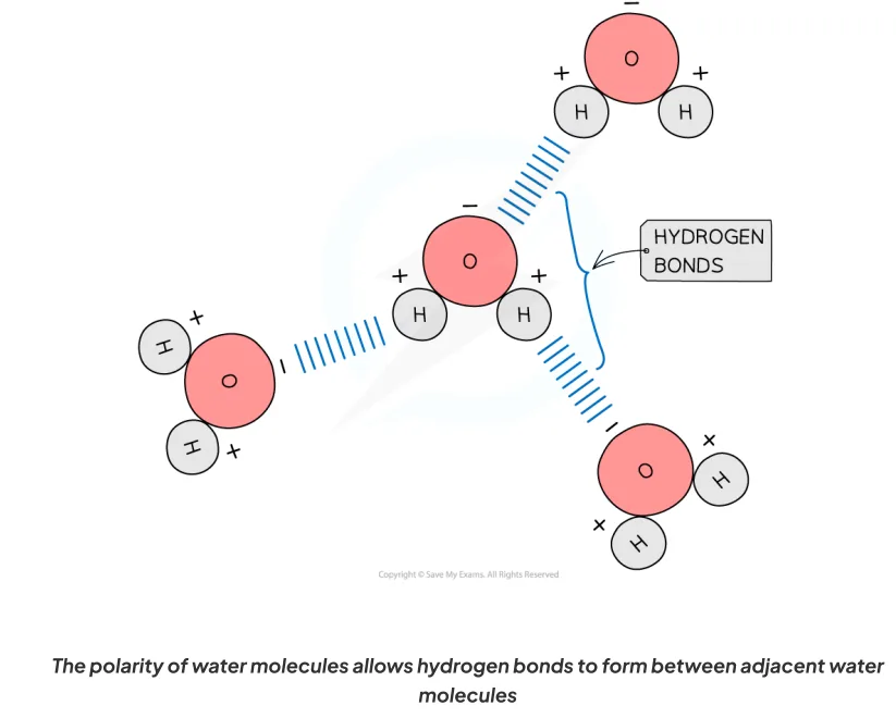 Hydrogen bonds between water molecules