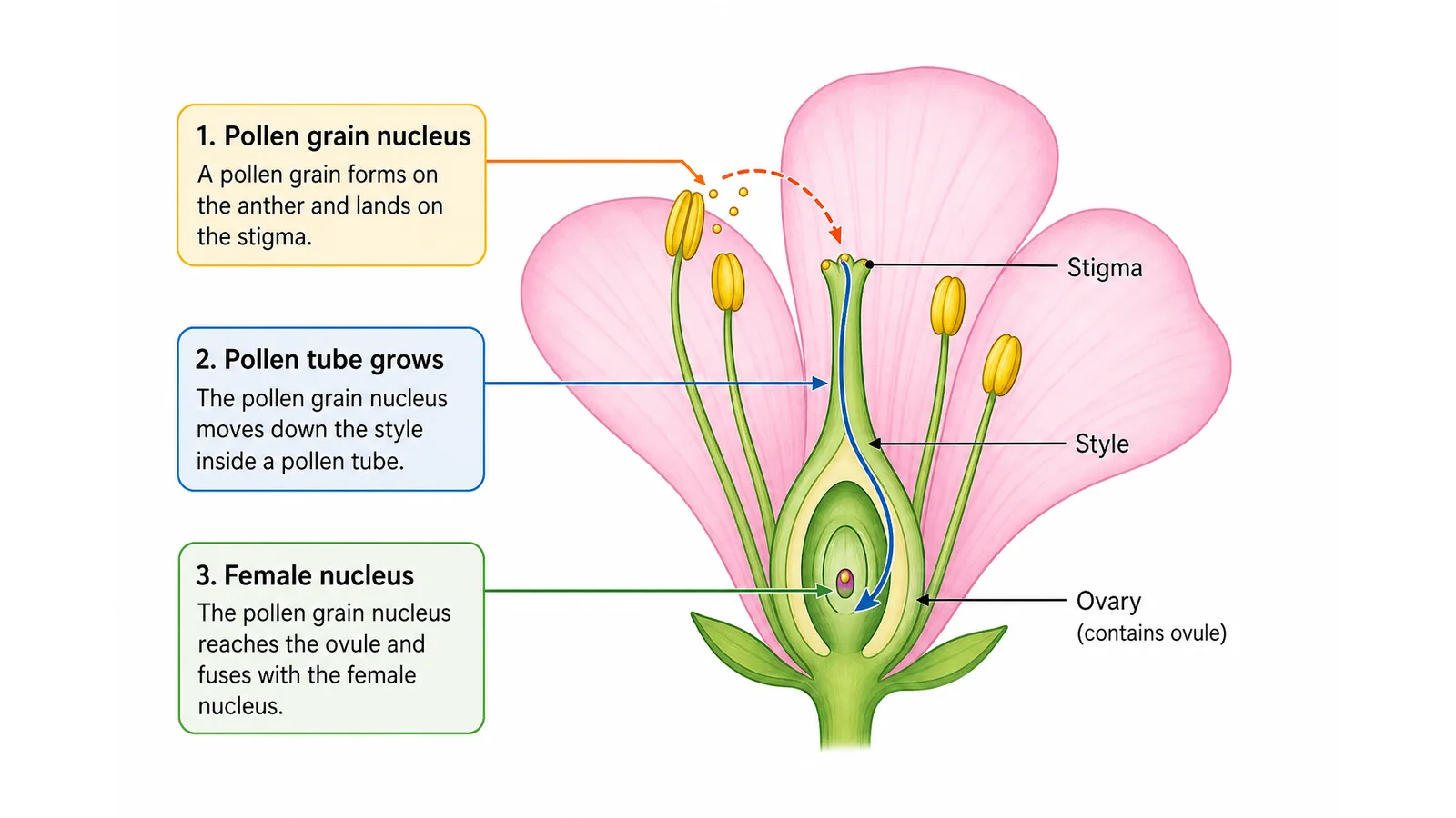 Flower fertilisation