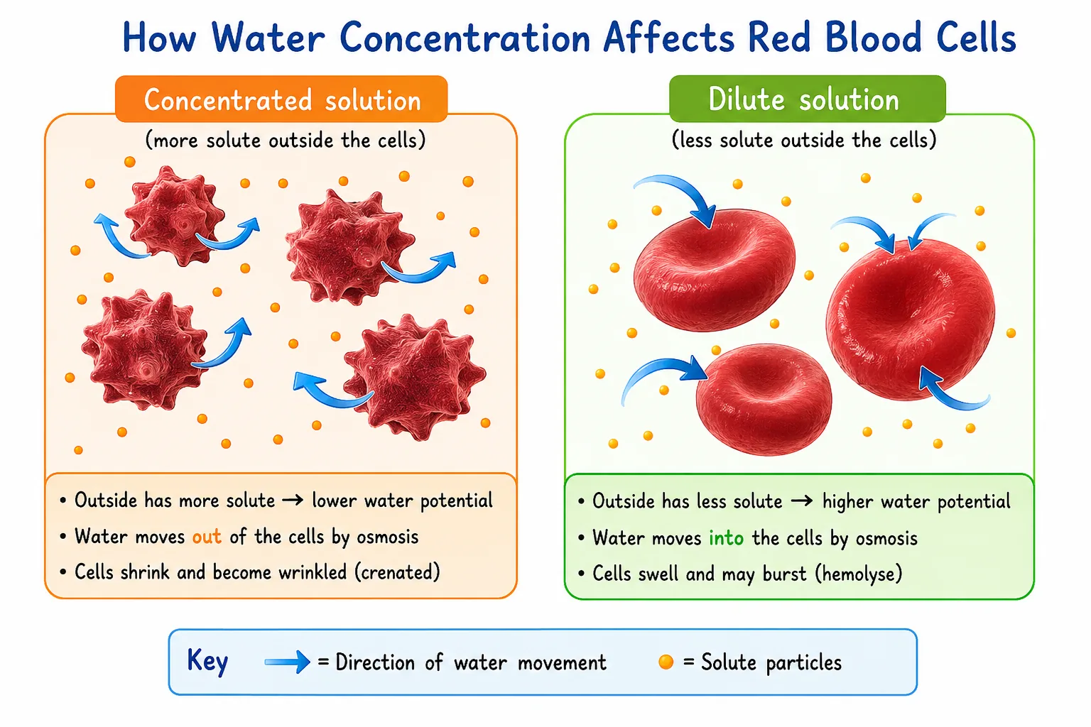How water concentration affects red blood cells (osmosis)