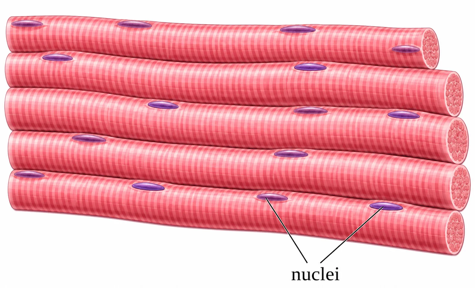 skeletal muscle