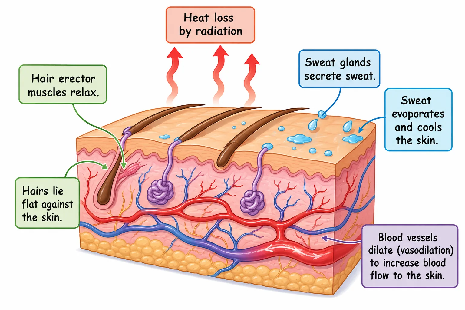 Skin responses to heat: sweat, vasodilation, hair flat