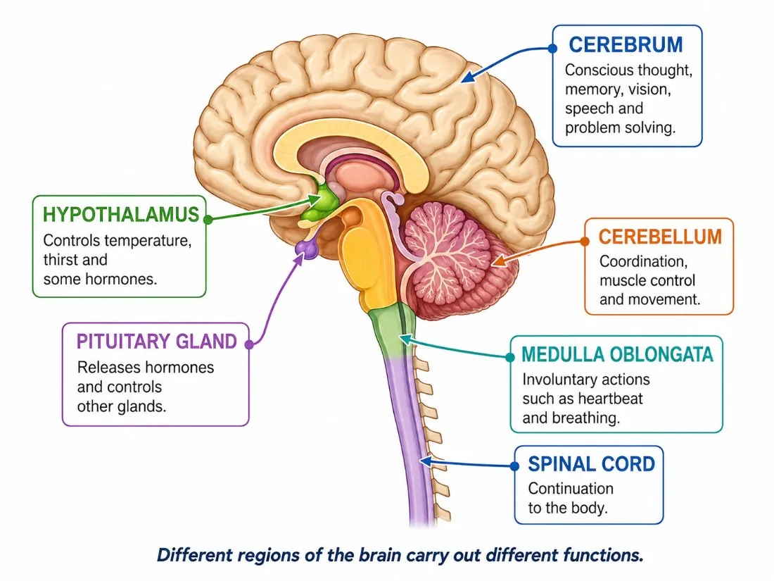 Brain regions and functions (cerebrum, hypothalamus, pituitary, medulla)