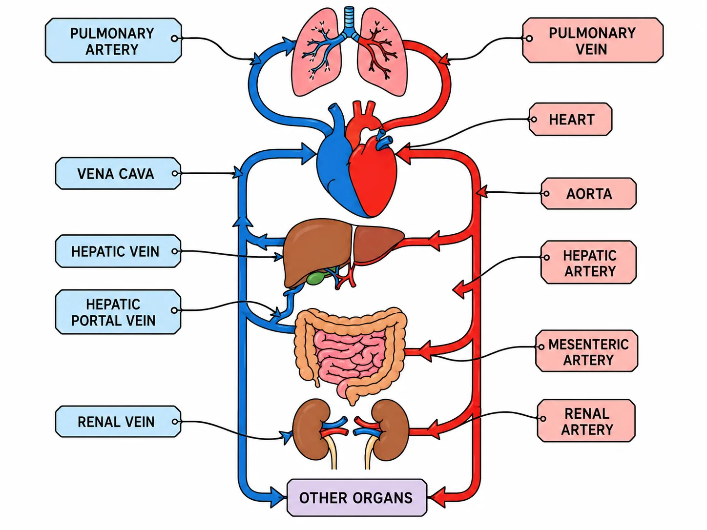 Blood vessels to organs: heart, liver, gut, kidneys