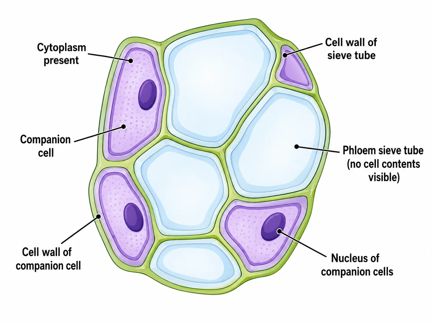 Phloem Sieve Tube Elements — Step-by-Step Simulation
