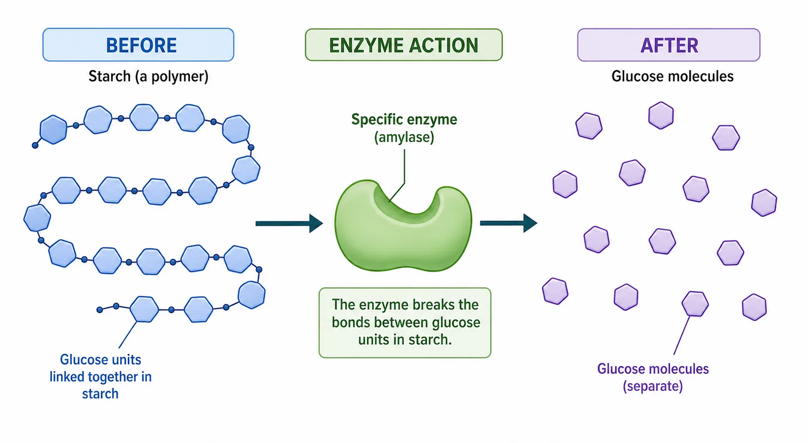 Enzyme Action — Amylase Simulation