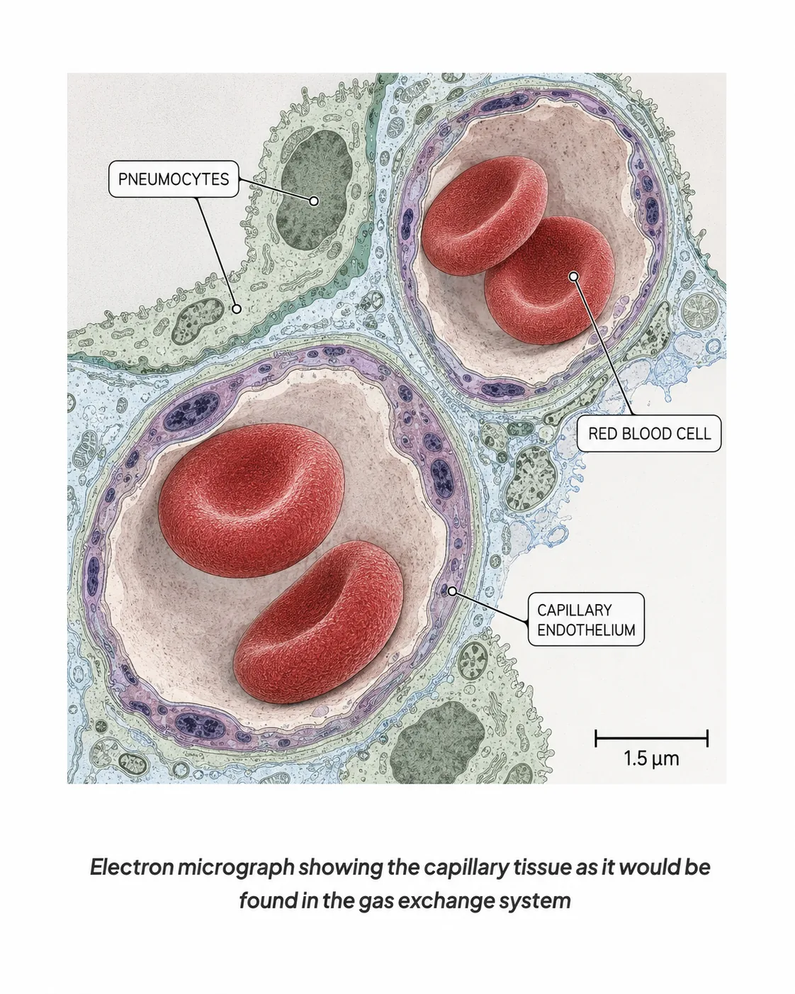Capillary tissue in the gas exchange system