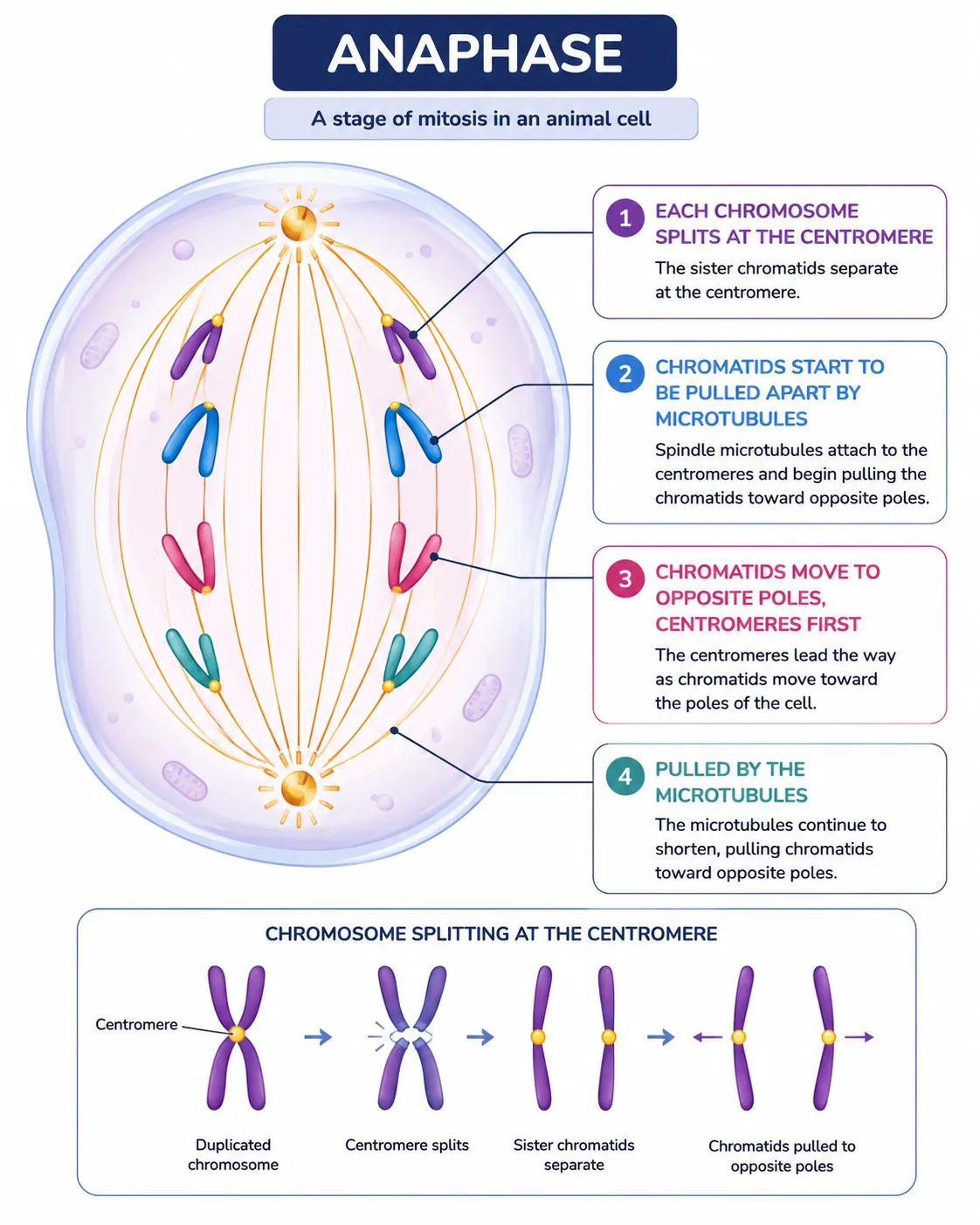Anaphase