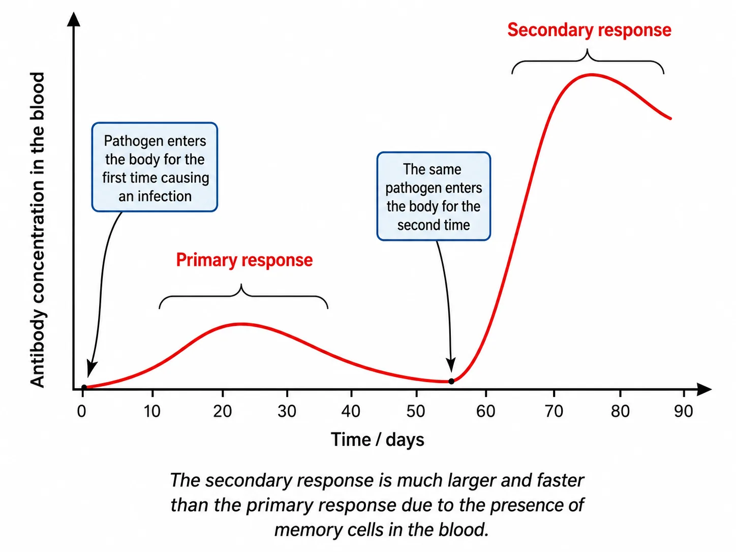 Graph of primary and secondary antibody response over time