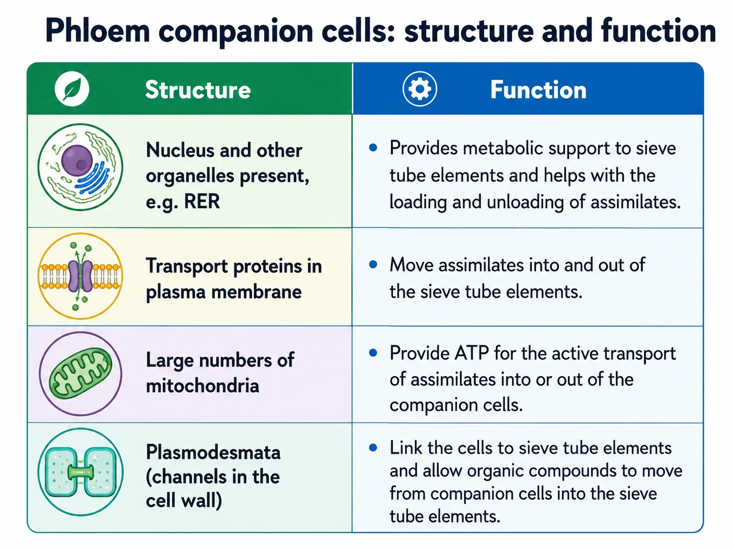 Phloem Sieve Tube Elements — Step-by-Step Simulation