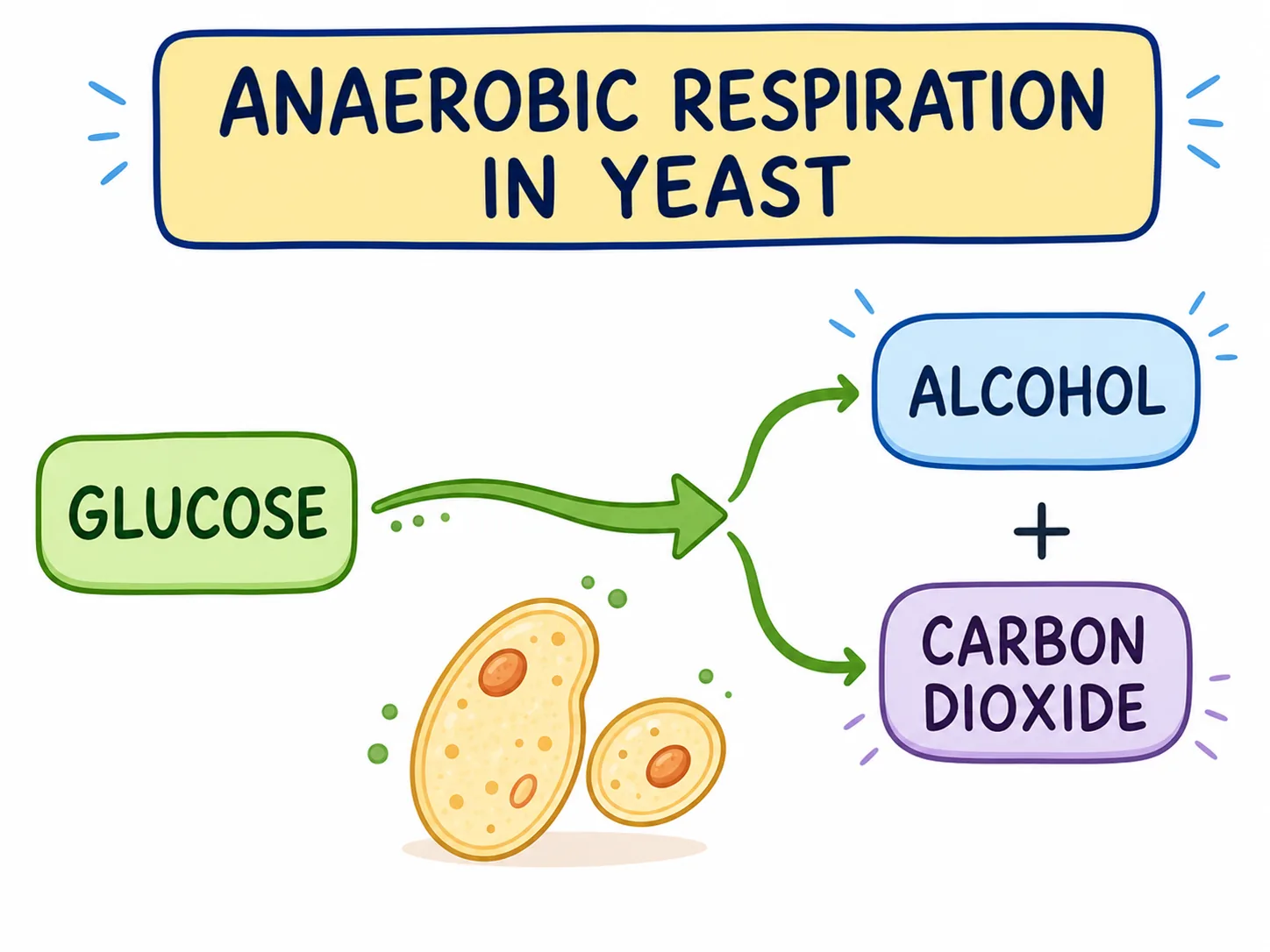 Anaerobic respiration in yeast (glucose to alcohol and CO2)