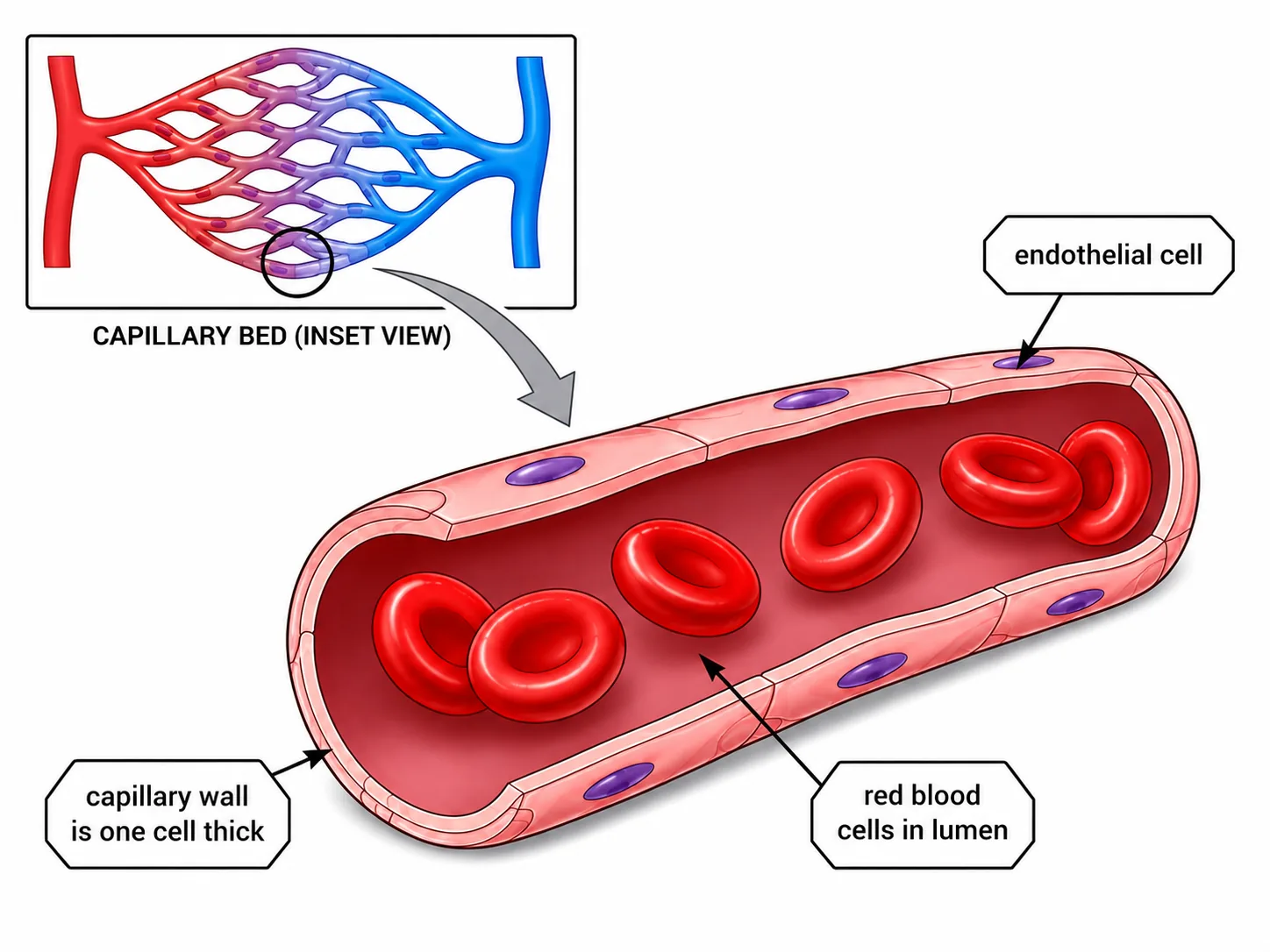 Capillary bed and capillary wall one cell thick