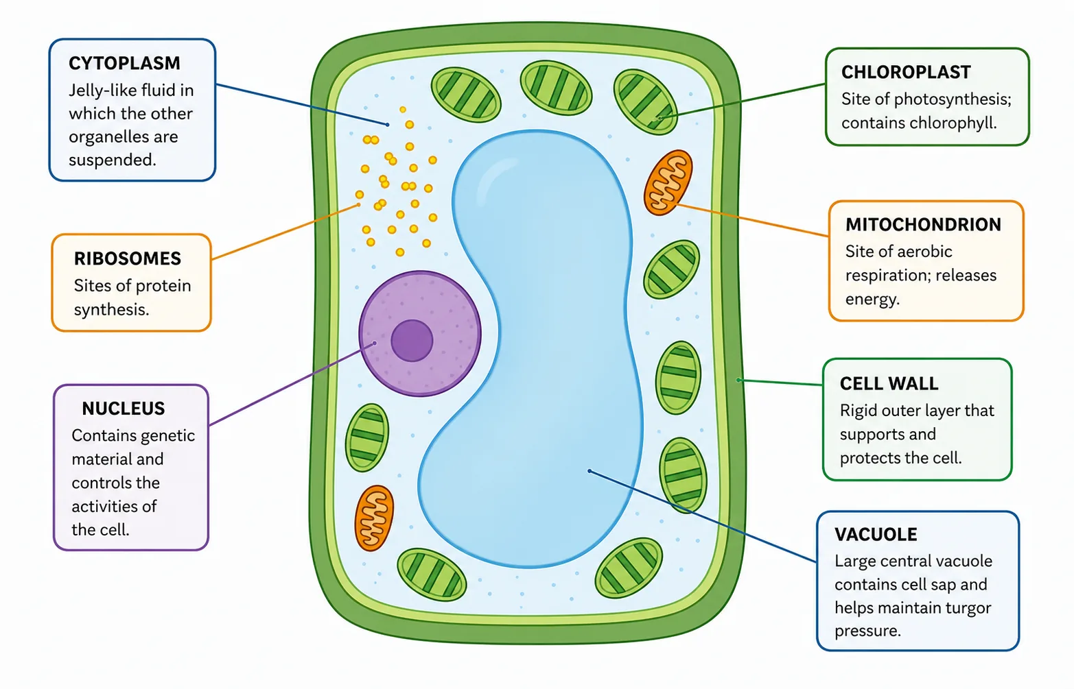 Typical Plant Cell