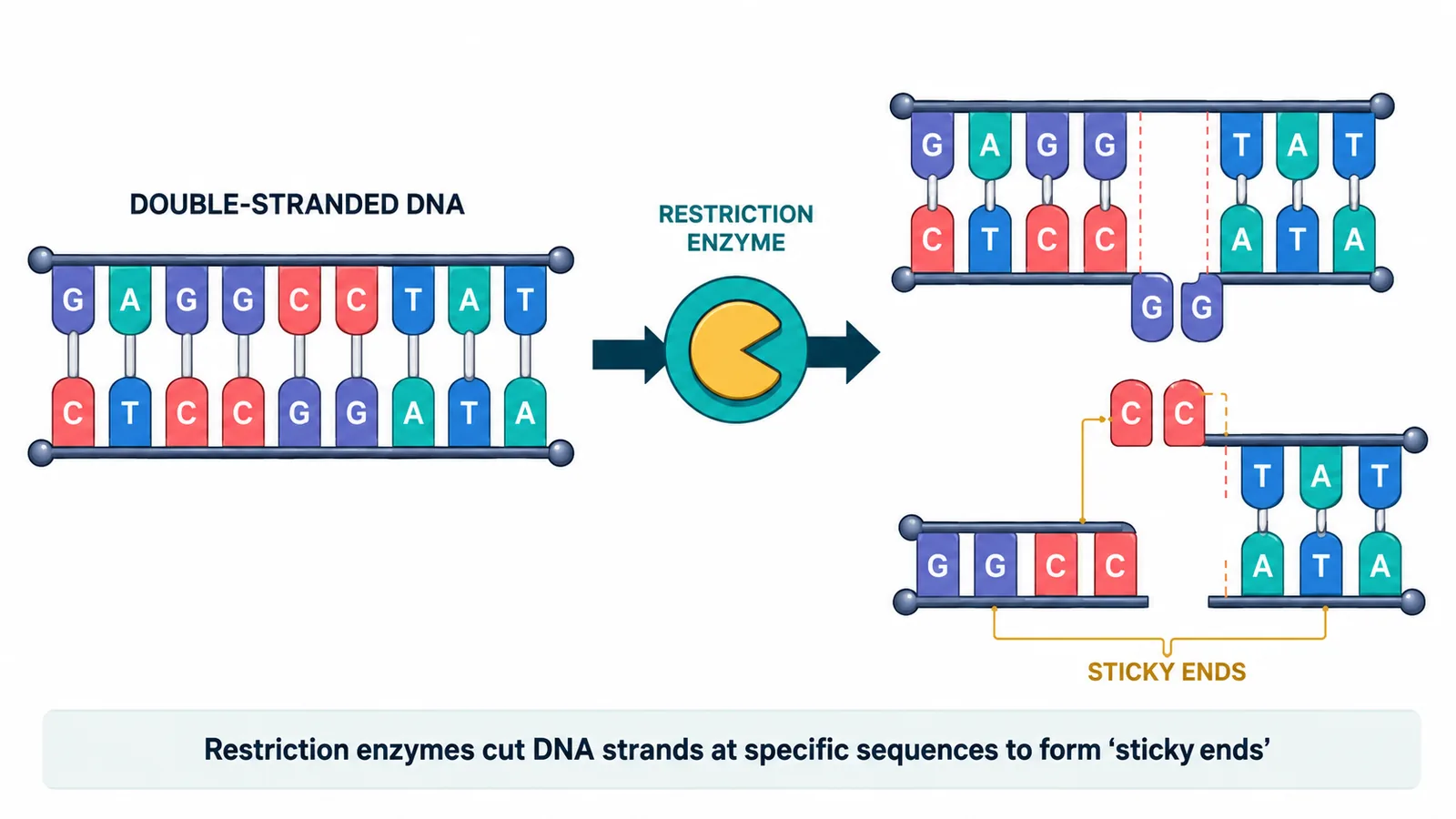 Restriction enzyme cutting DNA to form sticky ends