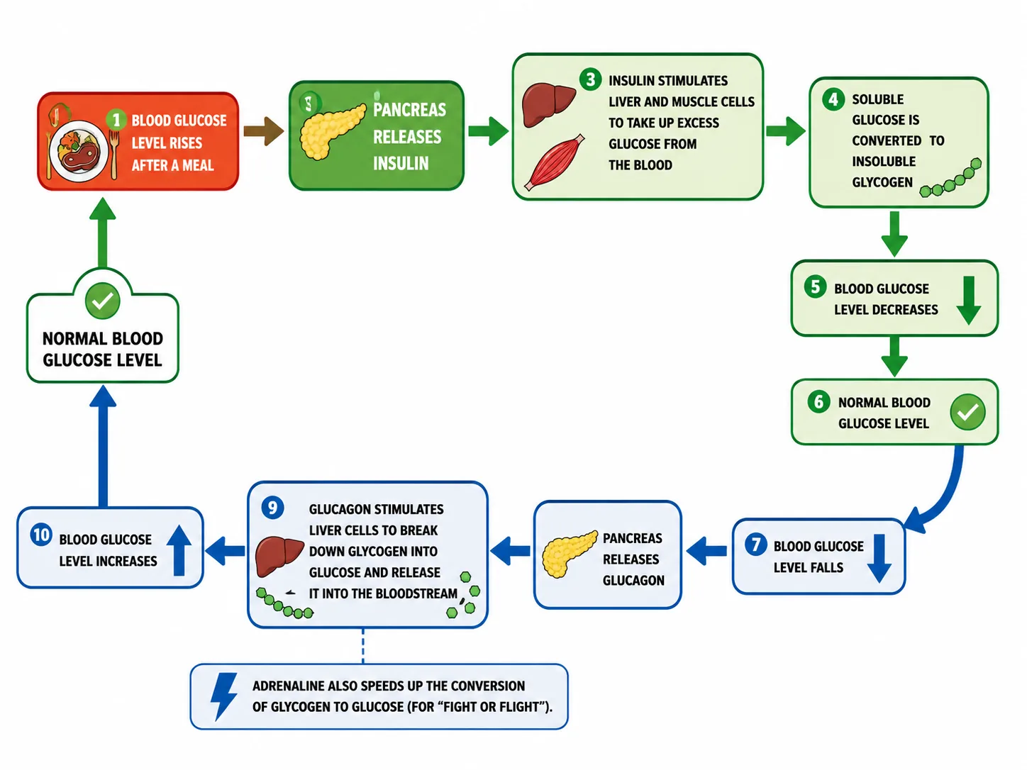 Blood Glucose Regulation — Insulin & Glucagon