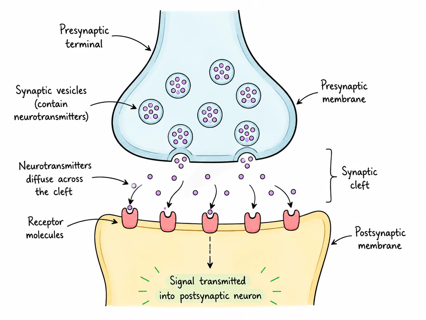 r085-synaptic-transmission