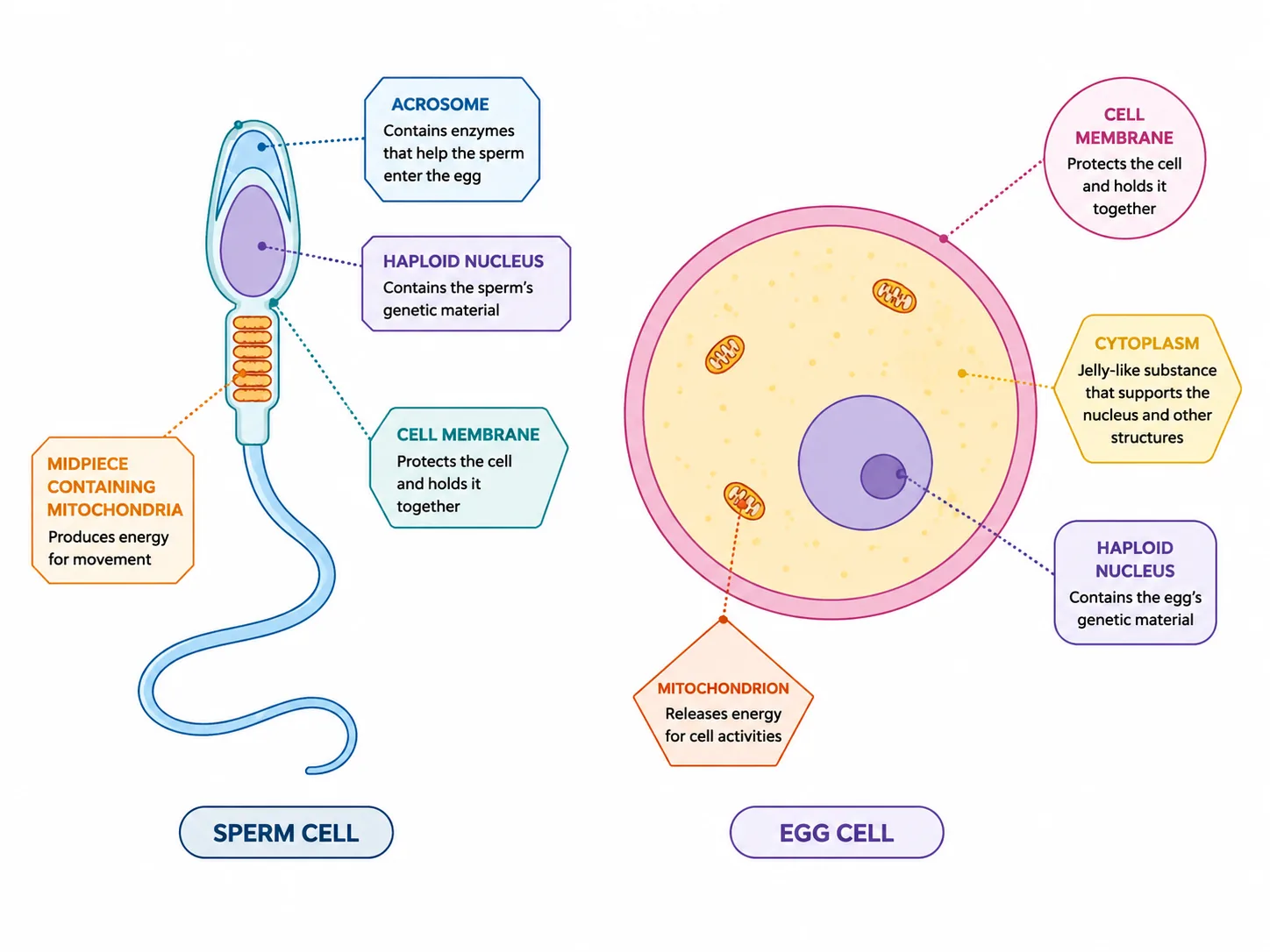 Sperm Cell vs. Egg Cell — Animated