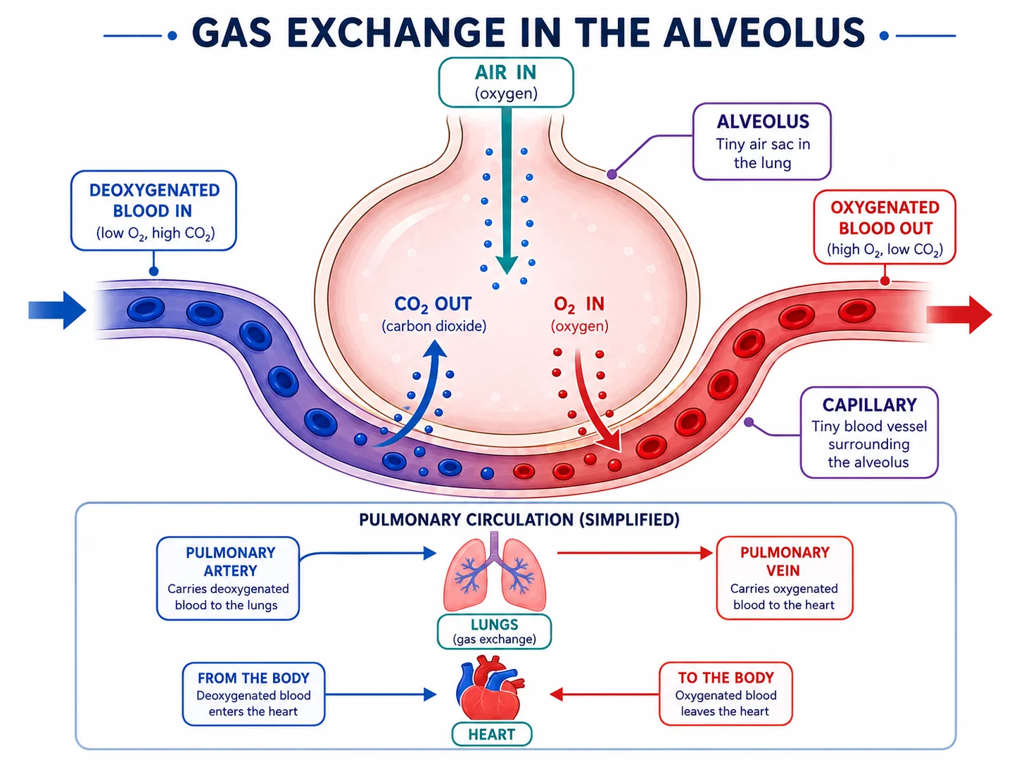 Gas Exchange in the Alveolus