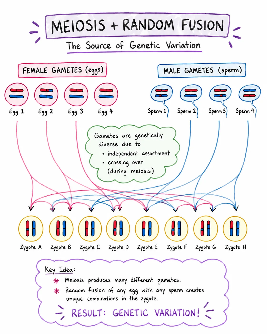 r084-meiosis-random-fusion
